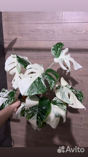 Монстера альба взрослая