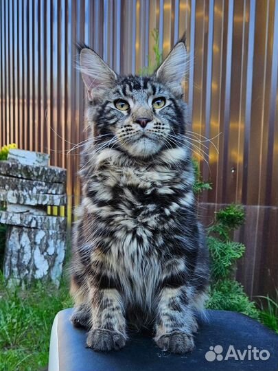 Котята Мейн-кун