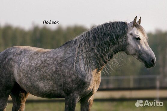 Орловский рысак