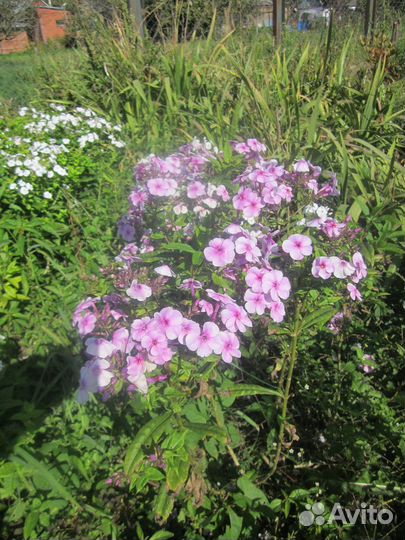 Цветы флоксы