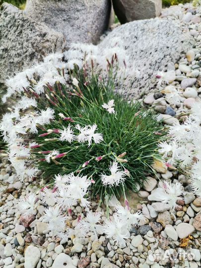 Гвоздика песчаная