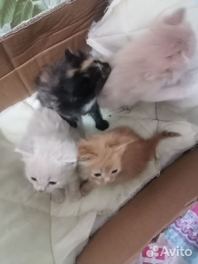 Котята в добрые руки