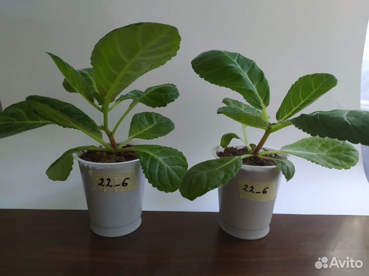 Глоксинии. Детки