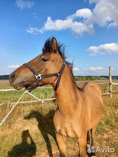 Вятские кобылы