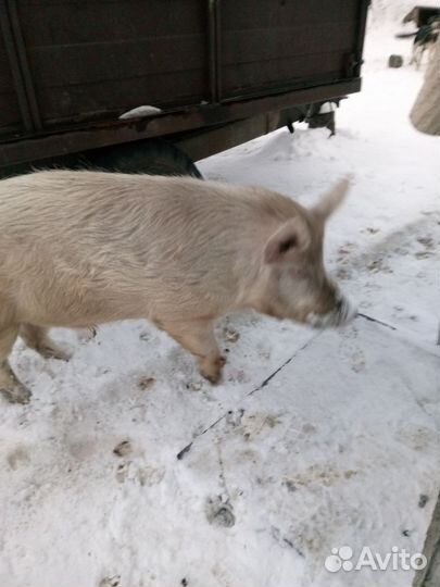 Хряк на племя