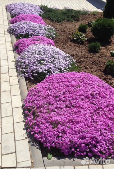 Флокс шиловидный и другие почвопокровные