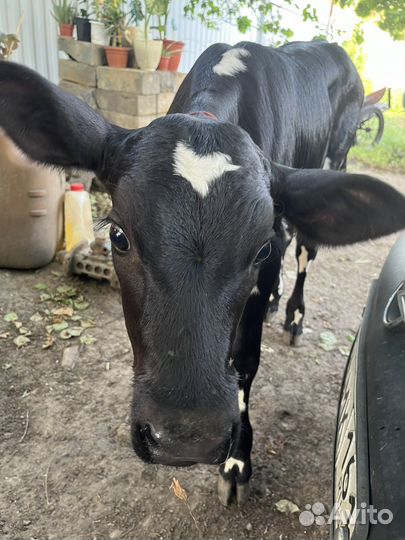 Быки годовалые