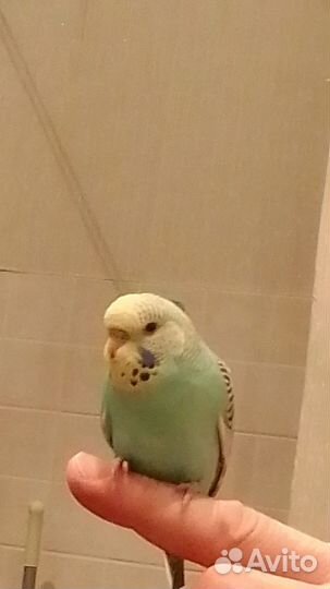 Птенцы Чехи Волнистый попугай