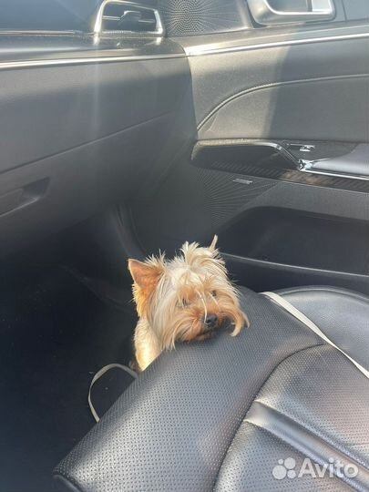 Йоркширский терьер девочка стандарт