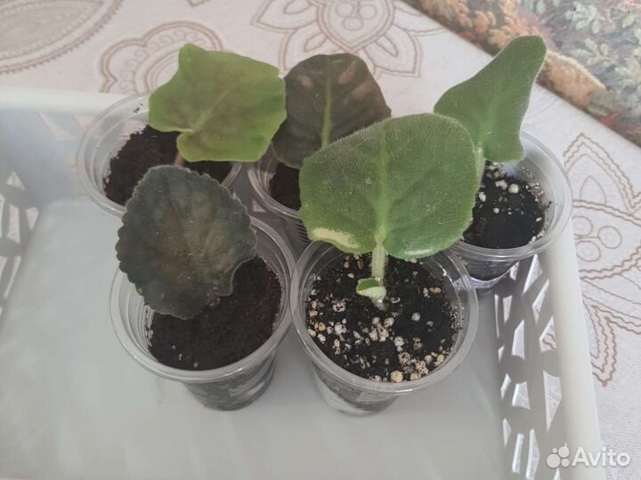 Укорененные черенки фиалок