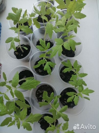 Рассада томатов пикированная