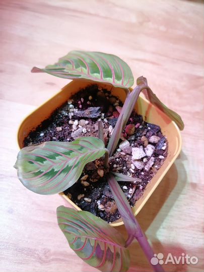 Растение Маранта Фасцинатор Триколор