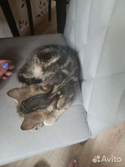 Котенок в добрые руки