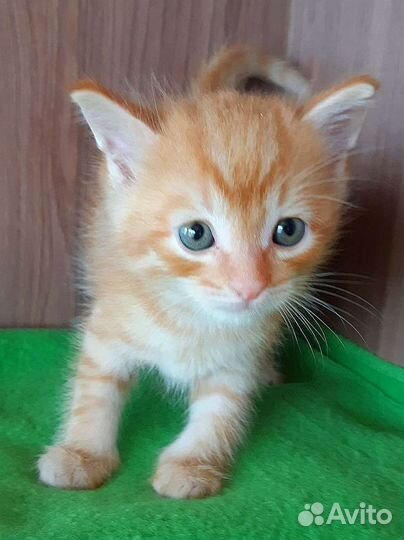 Котёнок девочка в добрые руки