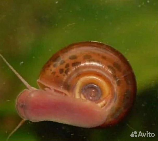 Аквариумные растения