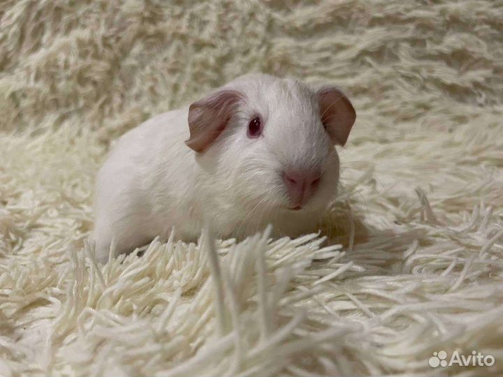 Морская свинка