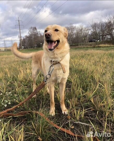 Мини лабрадор ищет дом