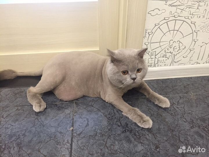 Стрижка кошек