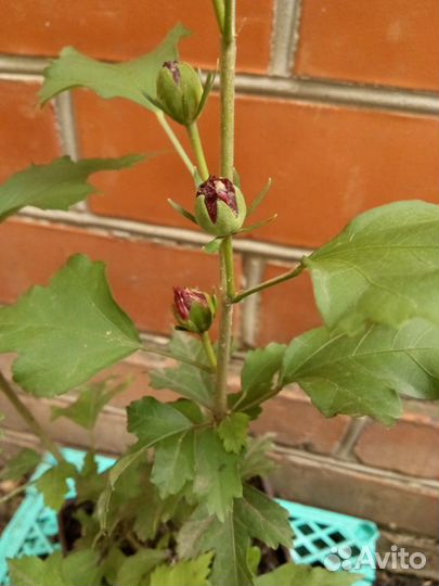 Гибискус Древовидный Махровый