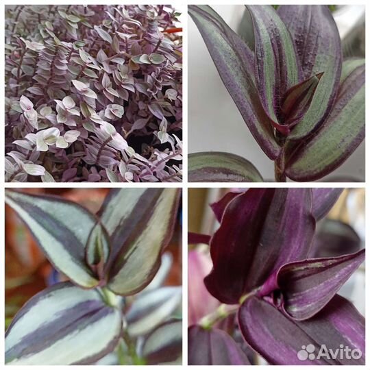 Традесканции сортовые, зебры, каллизии и др