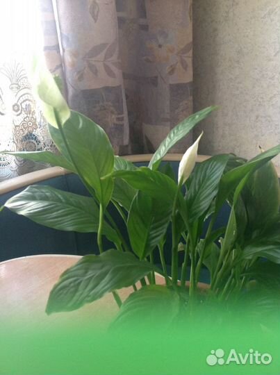 Спатифилиум