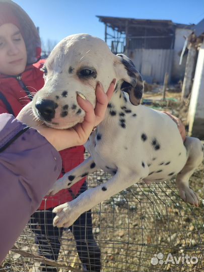Щенки далматина