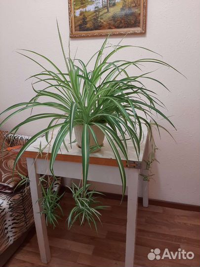 Хлорофитум