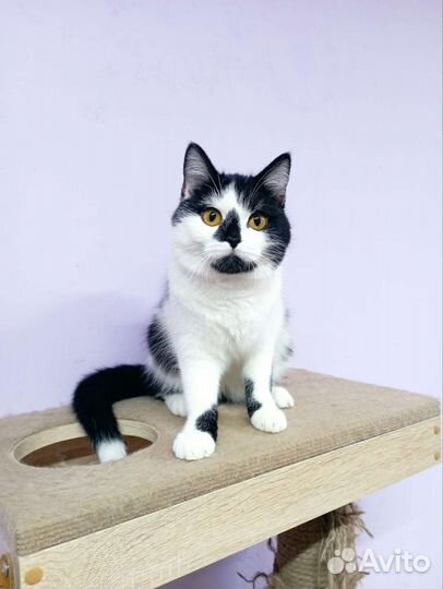 Кошки в добрые руки