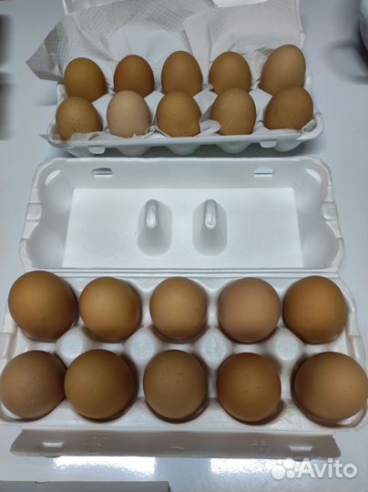 Ия породы Белефельдер. Пушкинские. Цыплята