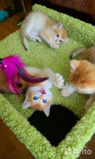 Британские котята золотая шиншилла ny11 ny12