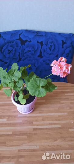 Пеларгония герань сортовая