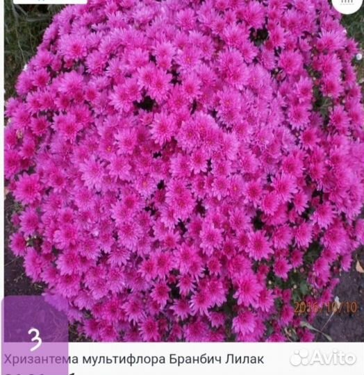 Хризантемы мультифлора курган