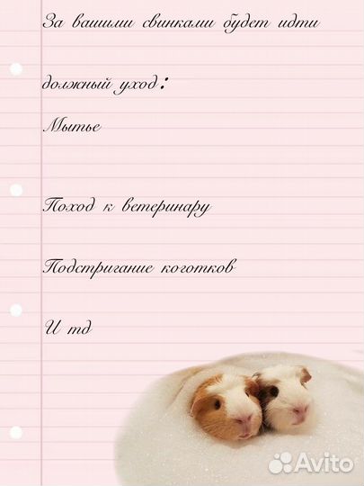 Передержака доя морских свинок