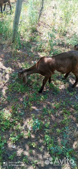 Англо нубийские козы дойные