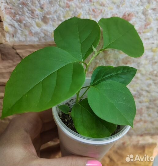 Бугенвиллия