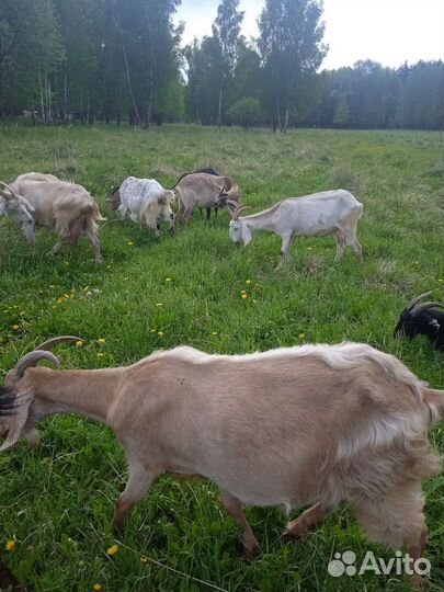 Дойные козы