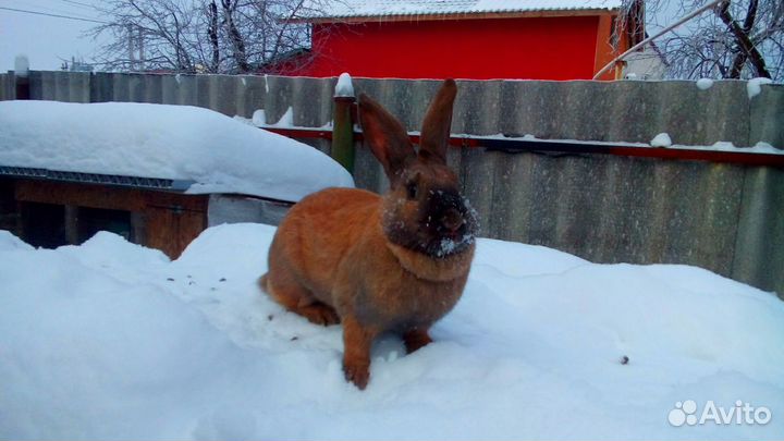 Кролики породы бургундские