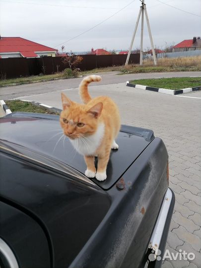 Отдам котика в добрые руки
