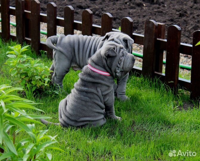 Красавцы щенки шарпея