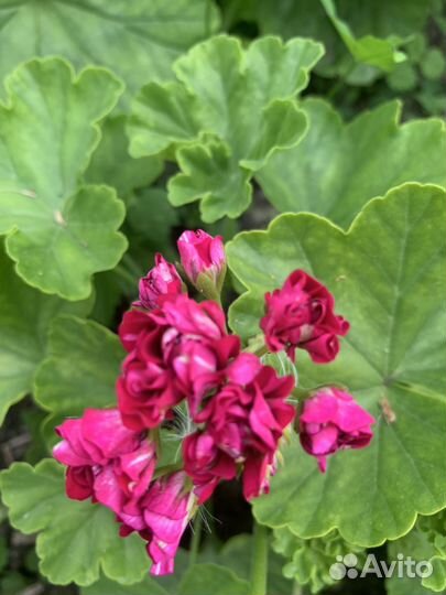 Пеларгония герань