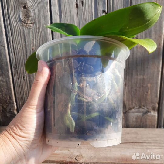 Орхидея фаленопсис