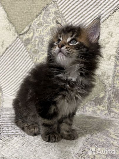 Котята мейн-кун