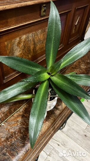 Традесканция рео