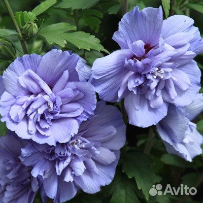 Гибискусы Сирийские, Дейция разная