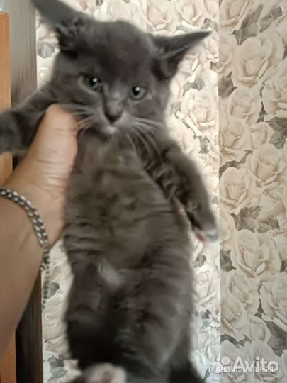 Котенок мальчик