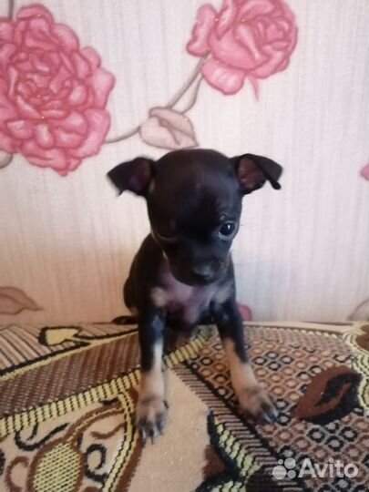 Мини той-терьер щенок