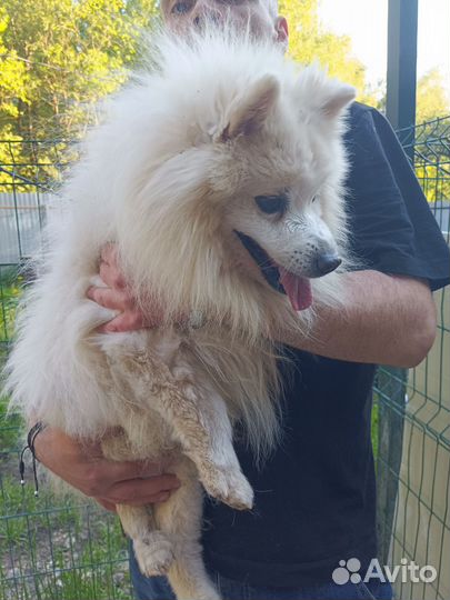 Японский шпиц