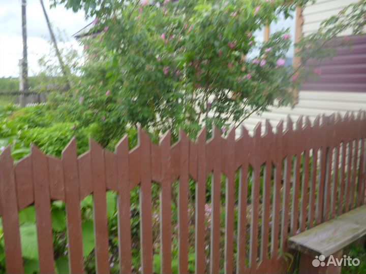 Саженцы шиповникова дерева и другие кустарники