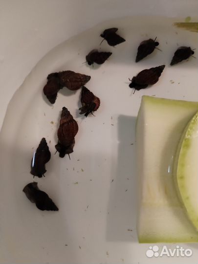 Улитка для аквариума мелании и катушка