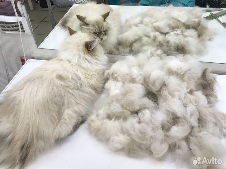 Груминг кошек и мелких/средних собак